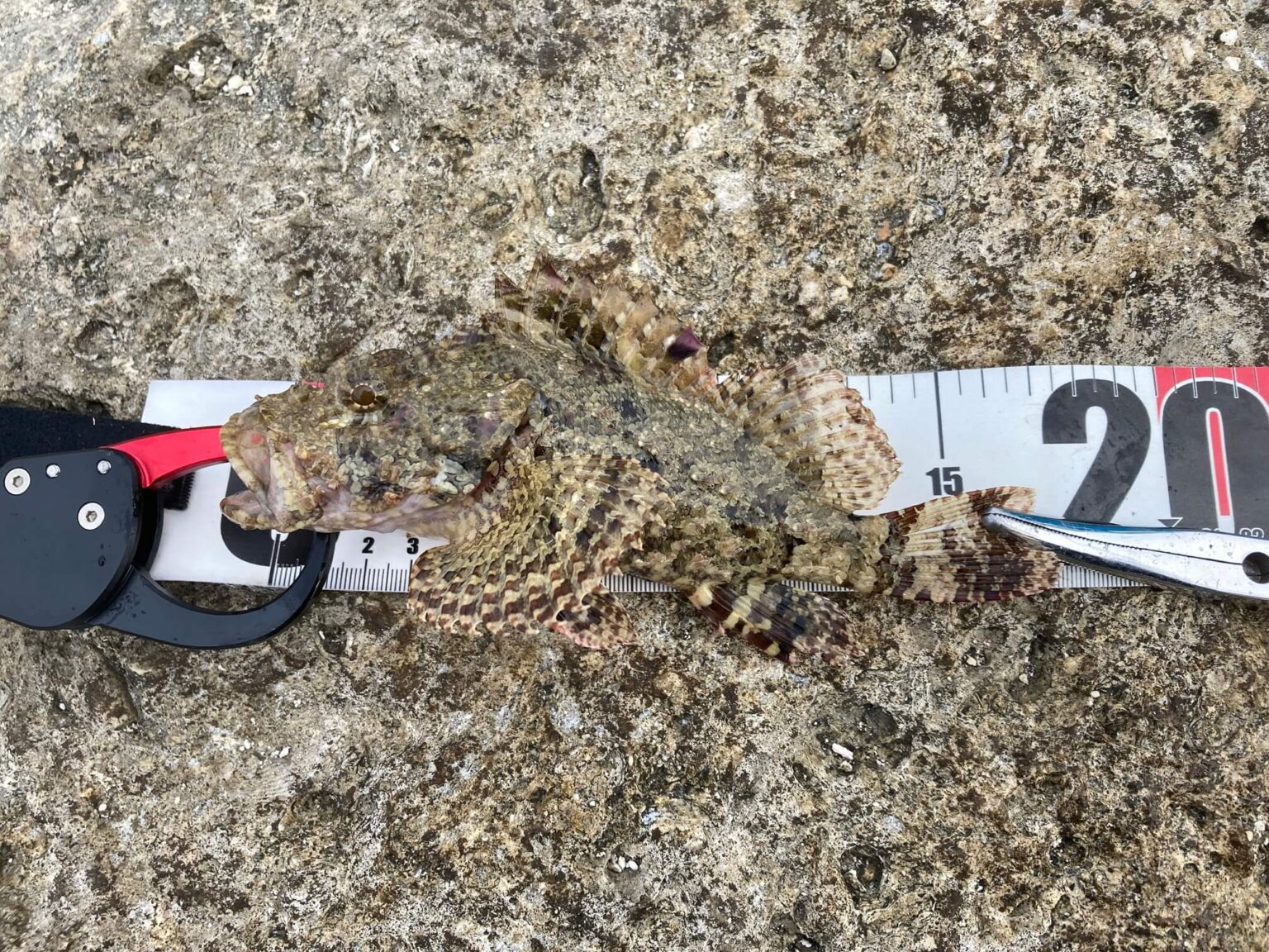 毒魚が釣れました！ 沖縄県豊見城市でルアー釣り | としあきの釣道